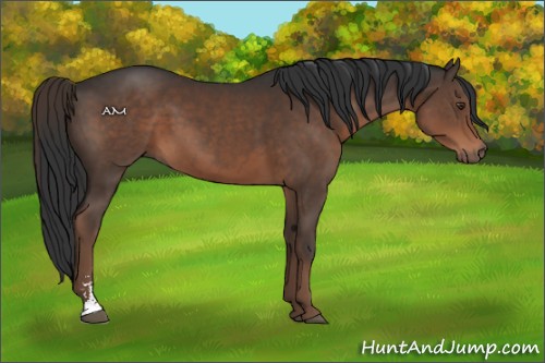 Horse Color:Liver Chestnut Sabino 