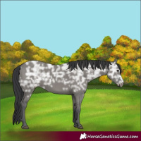 Horse Color:Grullo Ice Sabino