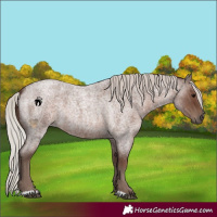 Horse Color:Silver Blue Roan