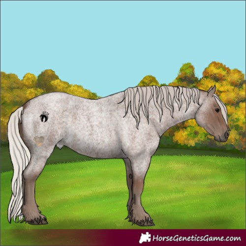 Horse Color:Silver Blue Roan 