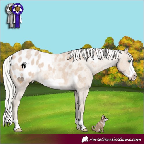 Horse Color:Silver Smoky Creme Roan Frame Appaloosa 