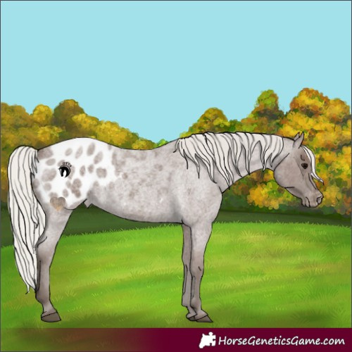 Horse Color:Silver Blue Roan Appaloosa 