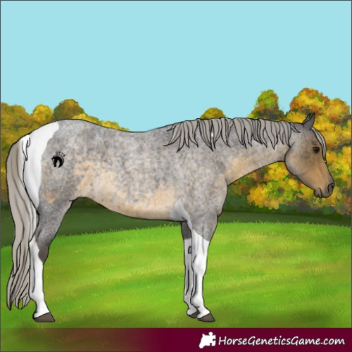 Horse Color:Silver Smoky Blue Roan Tobiano 