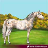 Horse Color:Chestnut and White Spotted Gold Cream Champagne