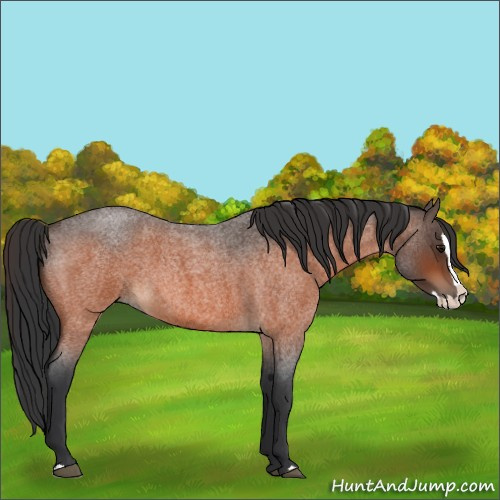 Horse Color:Bay Roan Splash 