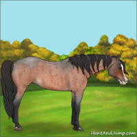 Horse Color:Bay Roan Splash 