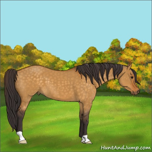 Horse Color:Buckskin Dun 
