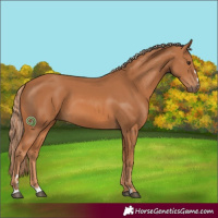 Horse Color:Chestnut 
