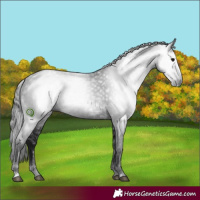 Horse Color:Gray Black 