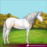 Horse Color:Palomino Splash Tobiano Appaloosa 