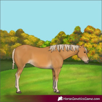 Horse Color:Palomino