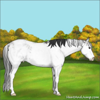 Horse Color:Grullo Sabino Rabicano 