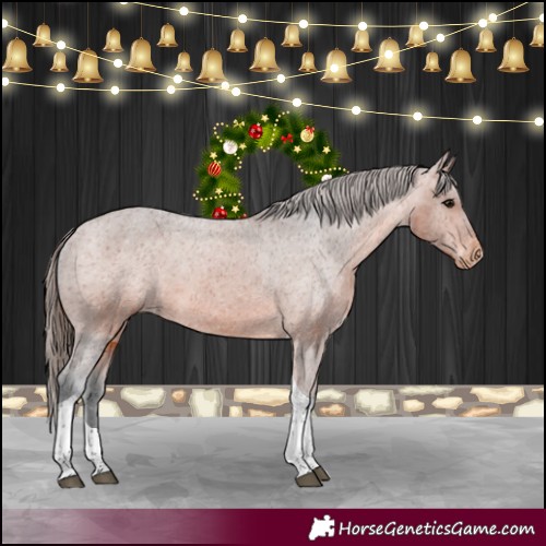 Horse Color:Bay Tobiano Appaloosa 