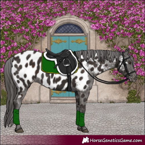 Horse Color:Liver Chestnut Near Leopard