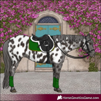 Horse Color:Liver Chestnut Appaloosa 