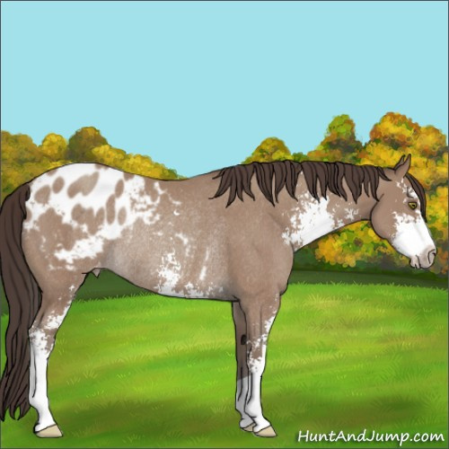 Horse Color:Classic Champagne Sabino Appaloosa Rabicano