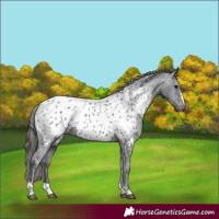 Horse Color:Black Appaloosa 