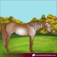 Horse Color:Gray Chestnut