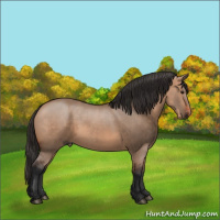 Horse Color:Bay Dun 