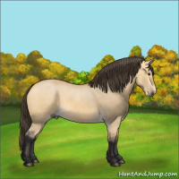 Horse Color:Buckskin Dun 