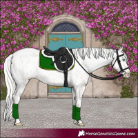 Horse Color:Cremello Appaloosa