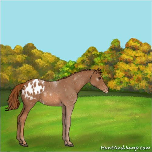 Horse Color:Chestnut Appaloosa 