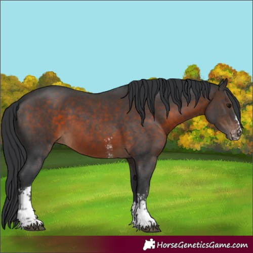 Horse Color:Brown Sabino