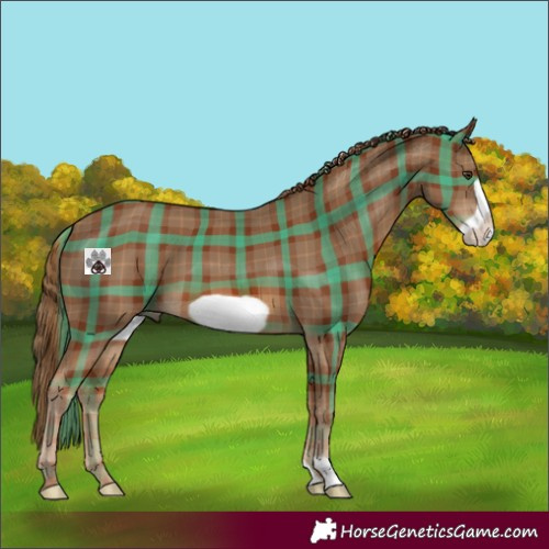 Horse Color:Plaid  Chestnut Frame 