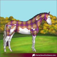 Horse Color:Plaid  Bay Splash Frame 