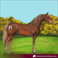 Horse Color:Chestnut 