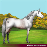 Horse Color:Gray Bay 