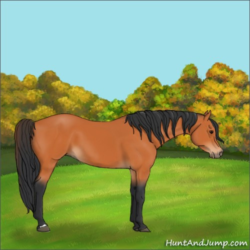Horse Color:Bay 