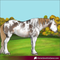 Horse Color:Gray White Spotted Liver Chestnut Sabino Splash 