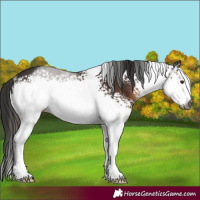 Horse Color:Gray White Spotted Liver Chestnut Rabicano 