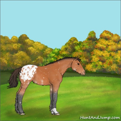 Horse Color:Bay Appaloosa