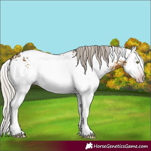 Horse Color:Gray White Spotted Silver Sable Cream Champagne Splash Blanket 