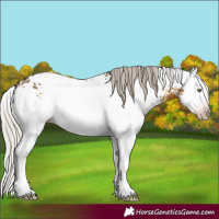 Horse Color:Gray White Spotted Silver Sable Cream Champagne Splash Appaloosa 
