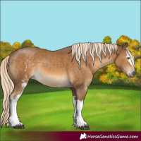 Horse Color:White Spotted Chocolate Palomino 