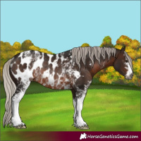 Horse Color:Gray White Spotted Silver Brown Appaloosa Rabicano 