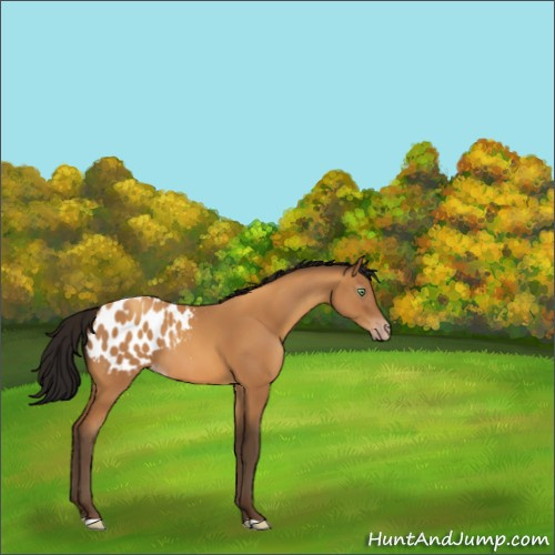 Horse Color:Gray Amber Champagne Appaloosa 