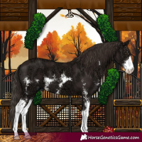 Horse Color:Liver Chestnut Ice Sabino 