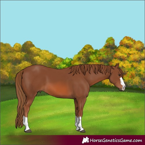 Horse Color:Chestnut 
