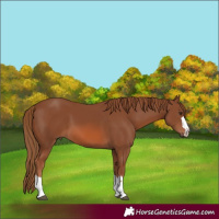 Horse Color:Chestnut 