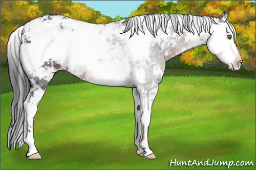 Horse Color:Brown Sabino 