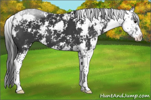 Horse Color:Black Sabino 