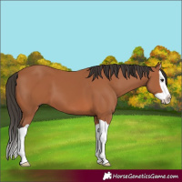 Horse Color:Bay Splash 