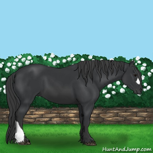 Horse Color:Black 