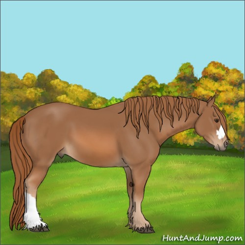 Horse Color:Chestnut 