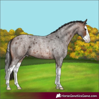 Horse Color:Brown Roan Splash 