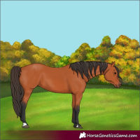 Horse Color:Bay 